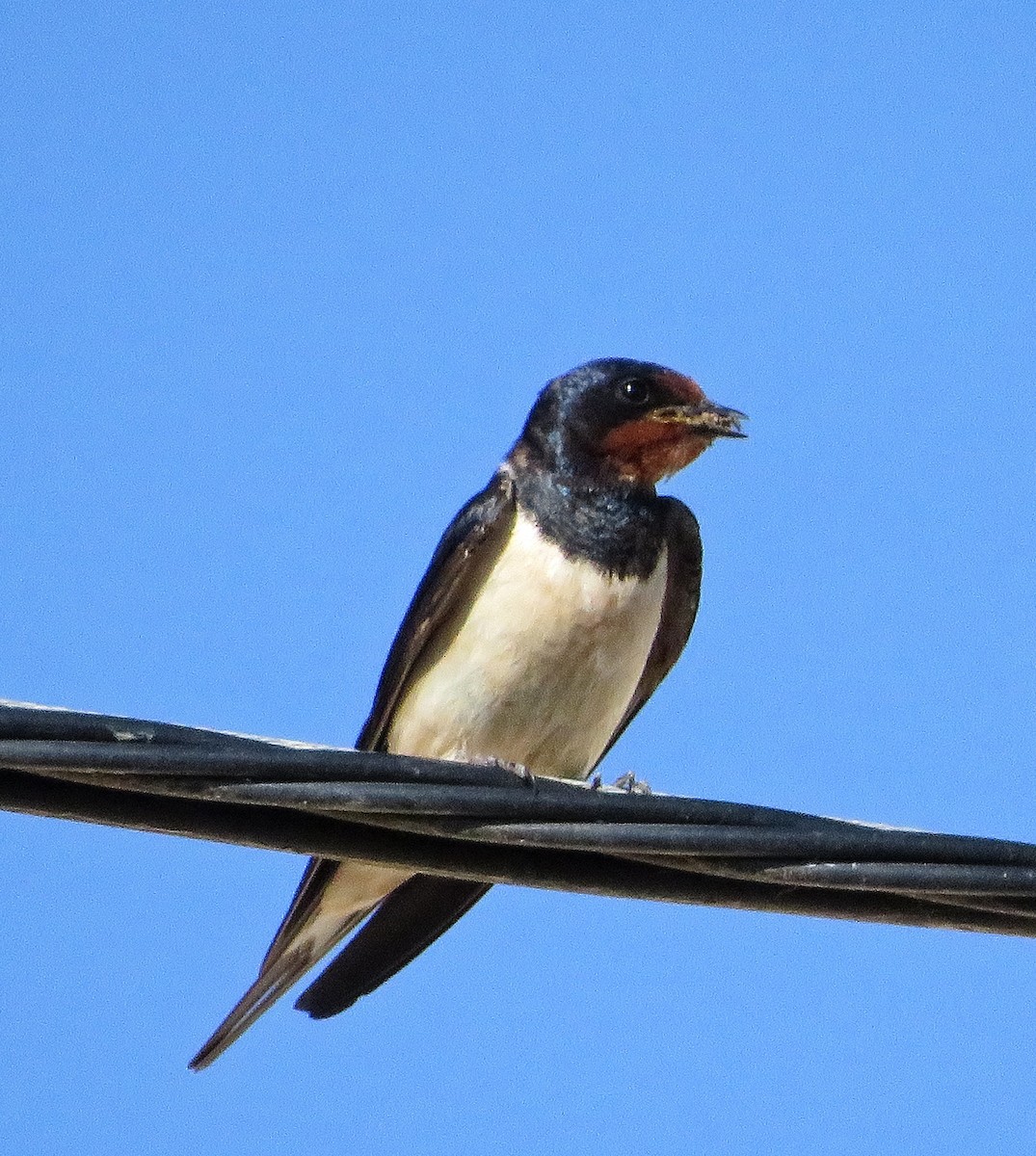 Barn Swallow - ML620740020