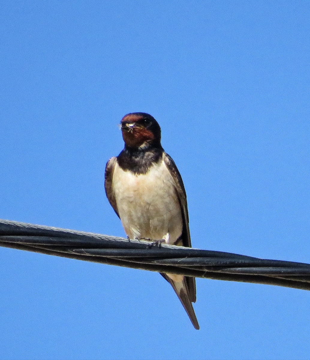 Barn Swallow - ML620740021