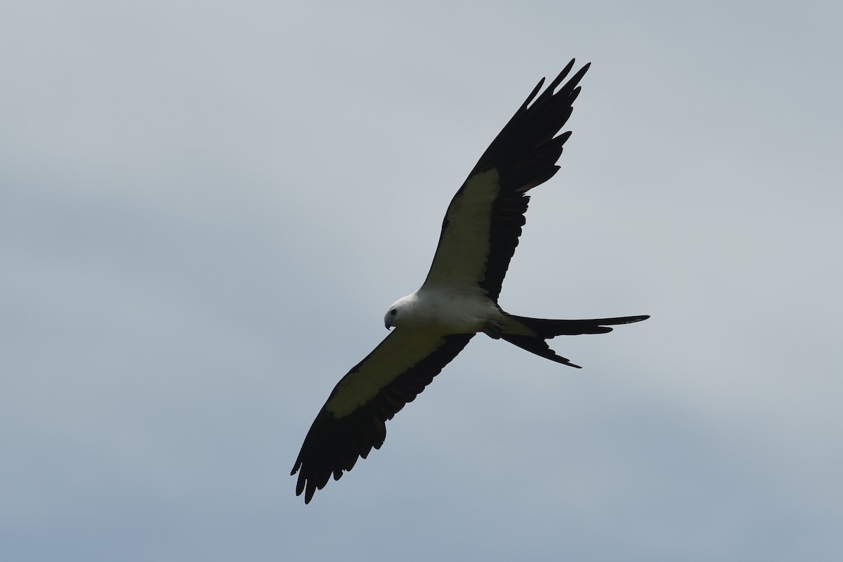 Swallow-tailed Kite - ML620740023