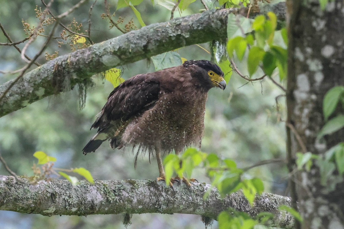 Haubenschlangenadler - ML620740024