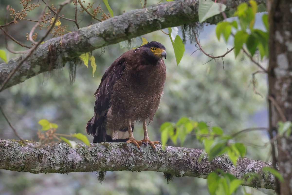 Haubenschlangenadler - ML620740025