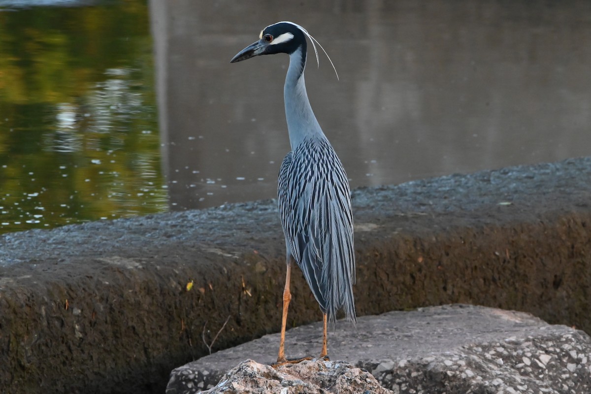 Yellow-crowned Night Heron - ML620740030