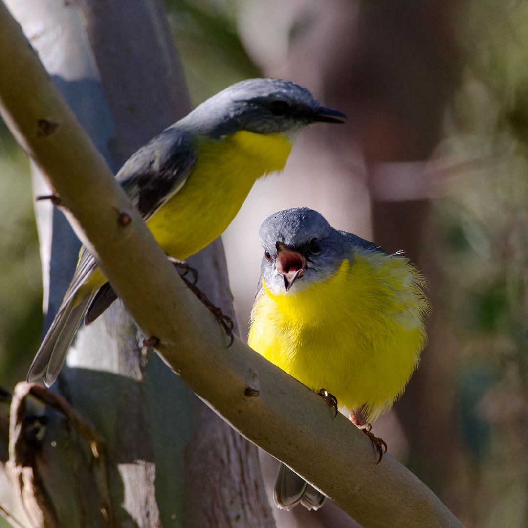 Eastern Yellow Robin - ML620740033