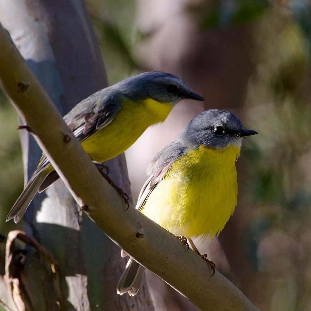 Eastern Yellow Robin - ML620740034