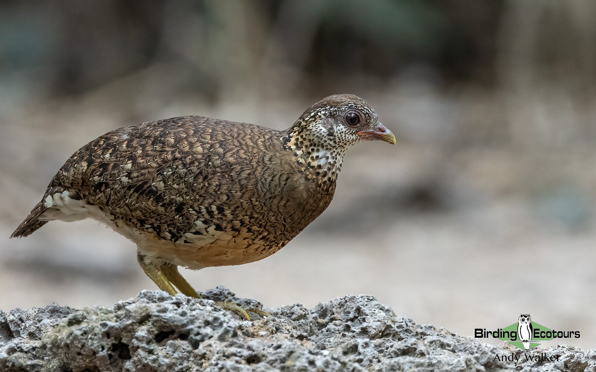 Scaly-breasted Partridge (Green-legged) - Andy Walker - Birding Ecotours