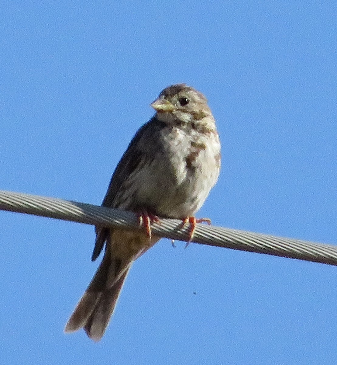 Corn Bunting - ML620740036