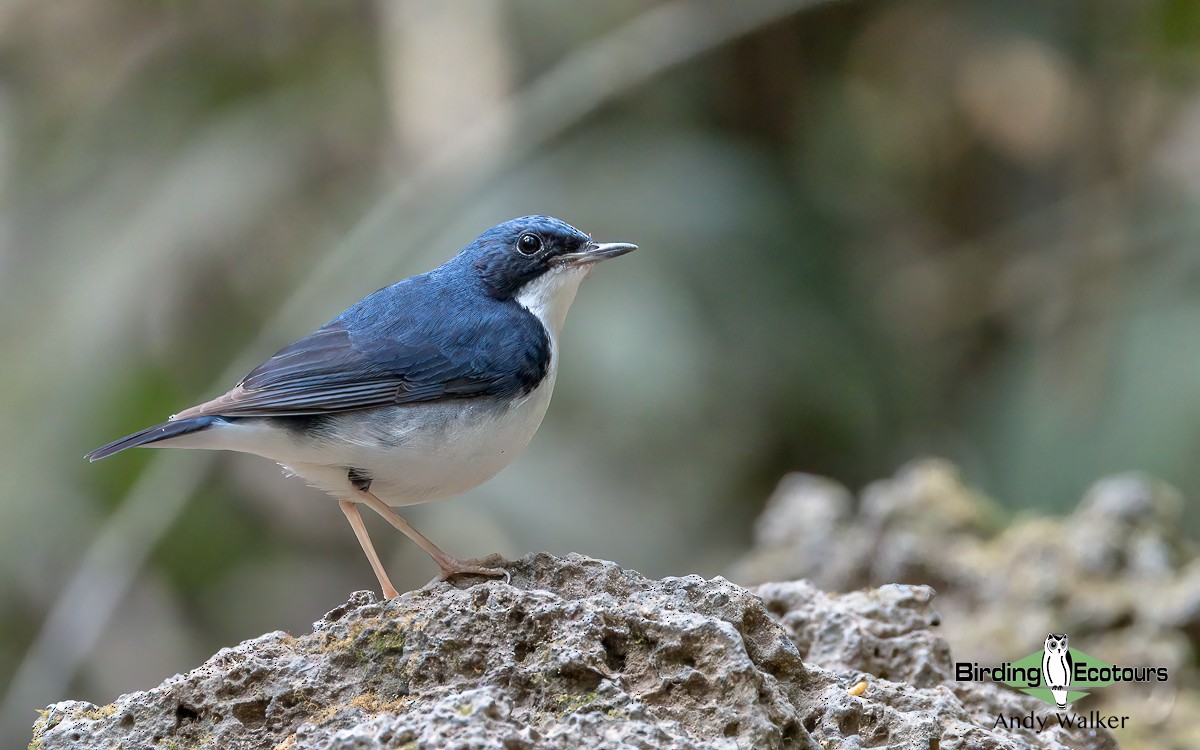 Siberian Blue Robin - ML620740038