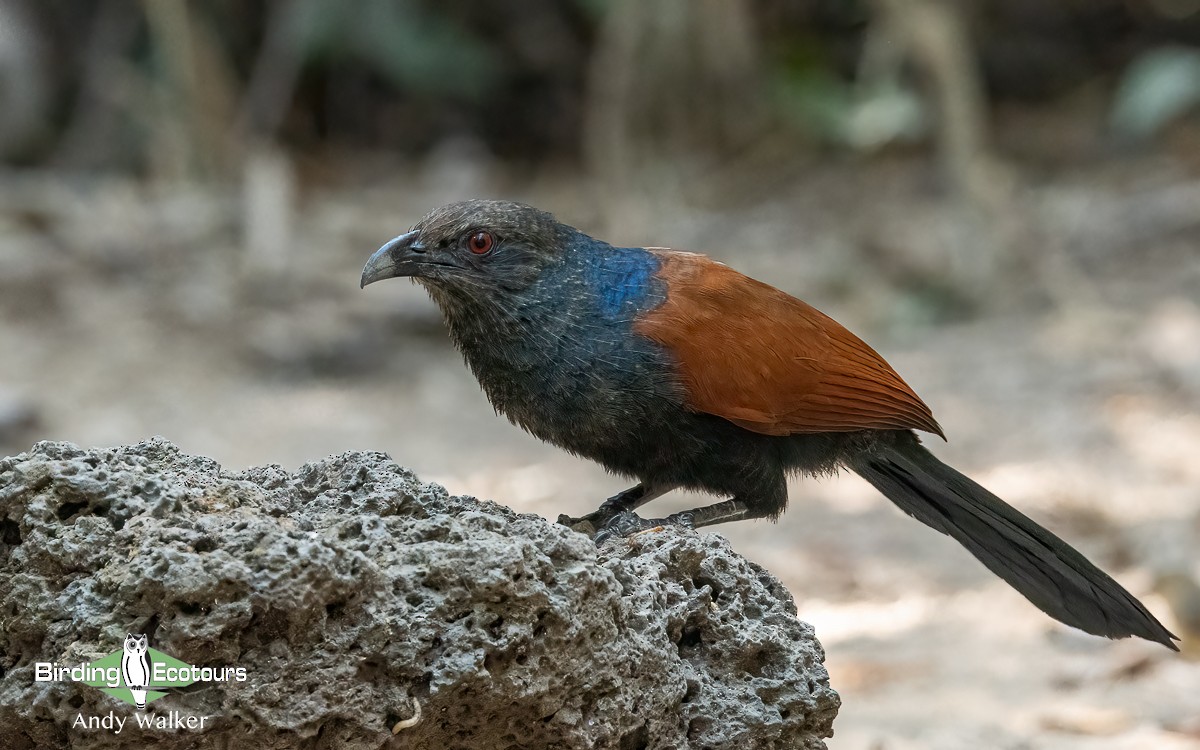 Grand Coucal (groupe sinensis) - ML620740043