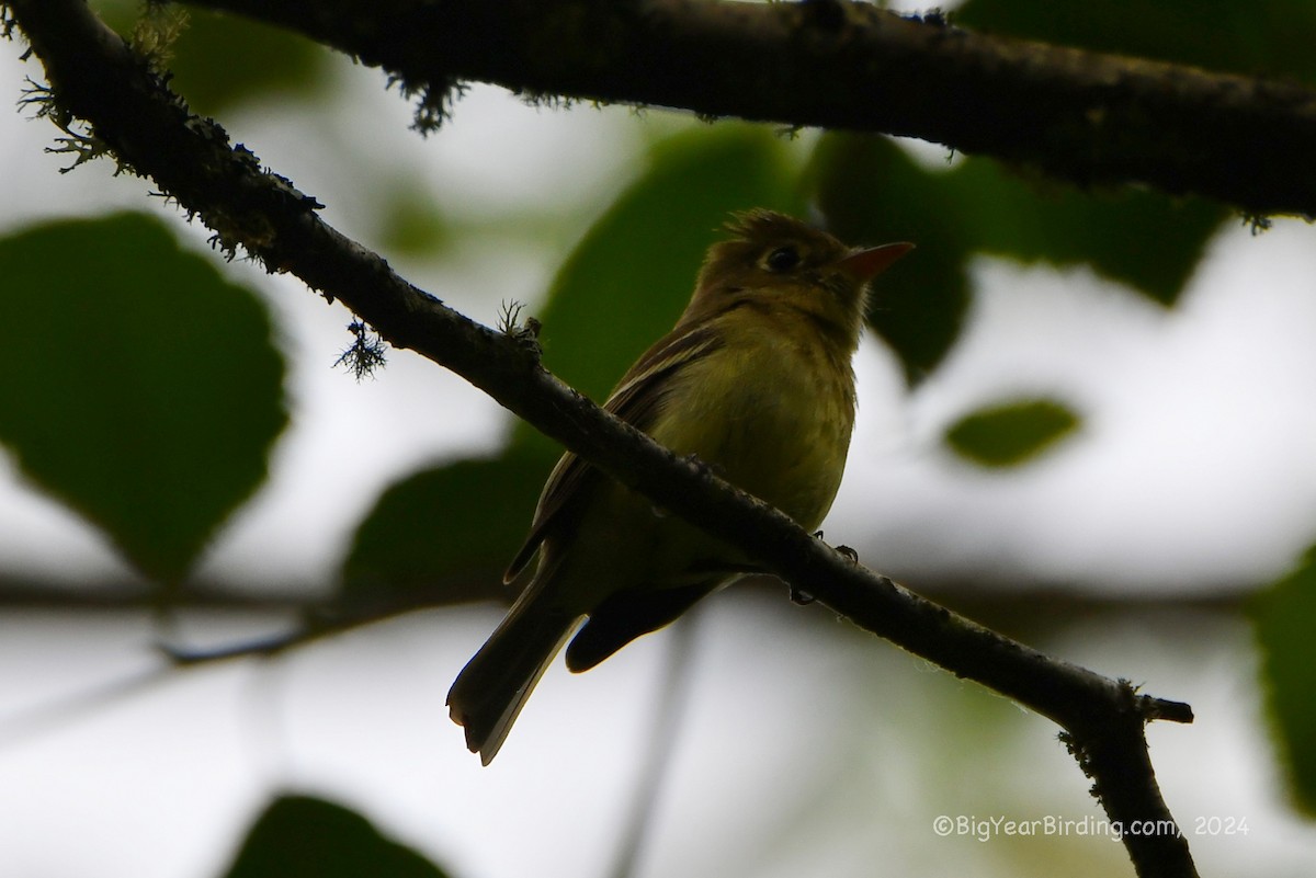 Western Flycatcher (Pacific-slope) - ML620740048