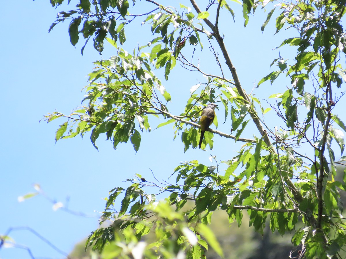 Gray-chinned Minivet - ML620740053