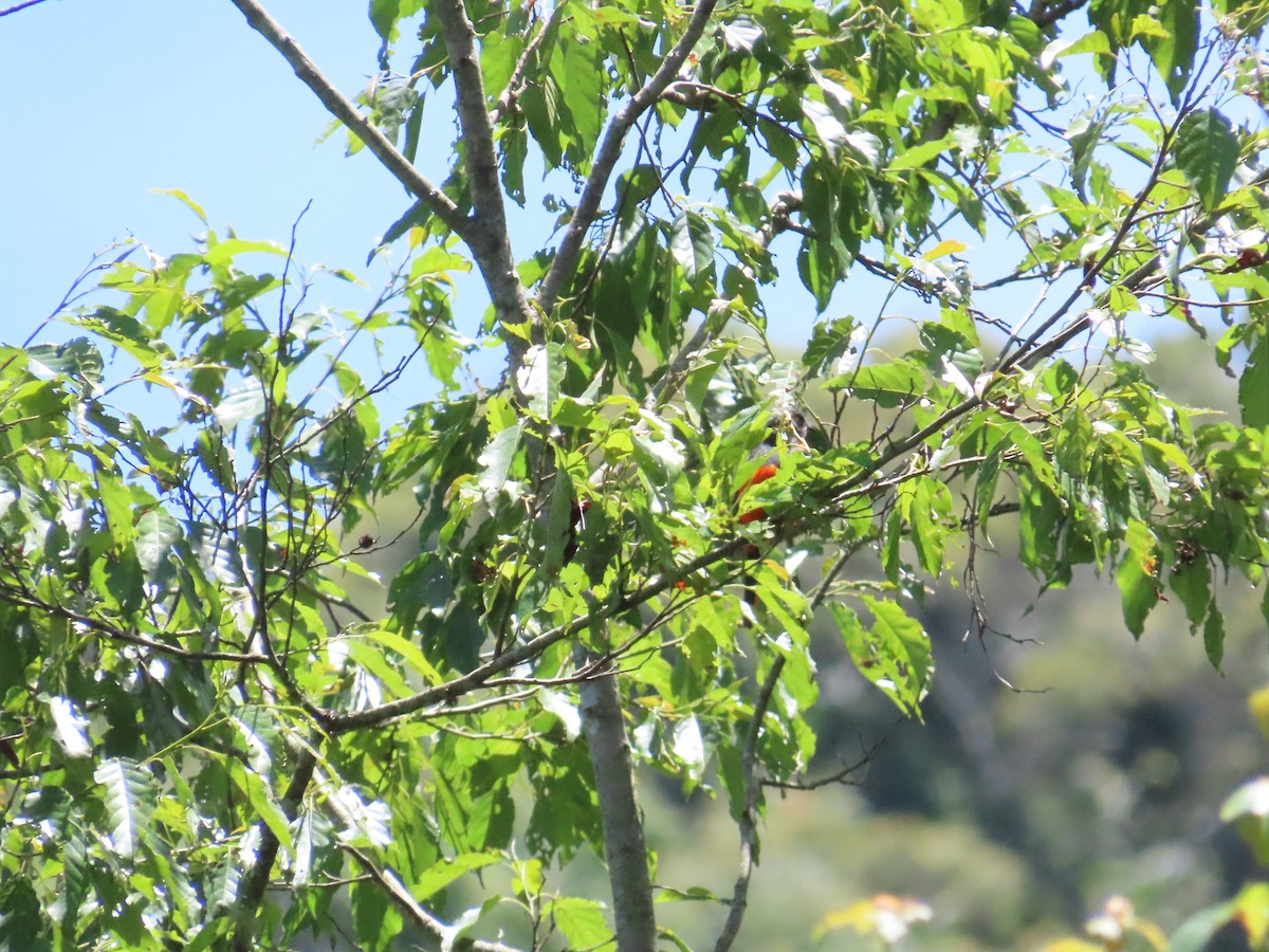 Minivet mandarin - ML620740054