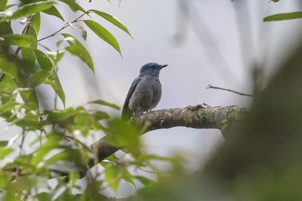 Pale Blue Flycatcher - ML620740058