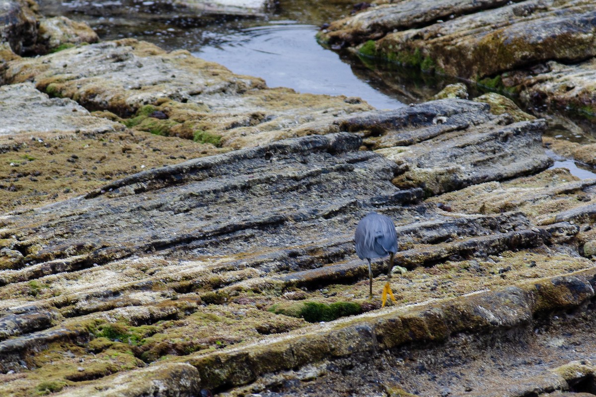 Pacific Reef-Heron - ML620740059