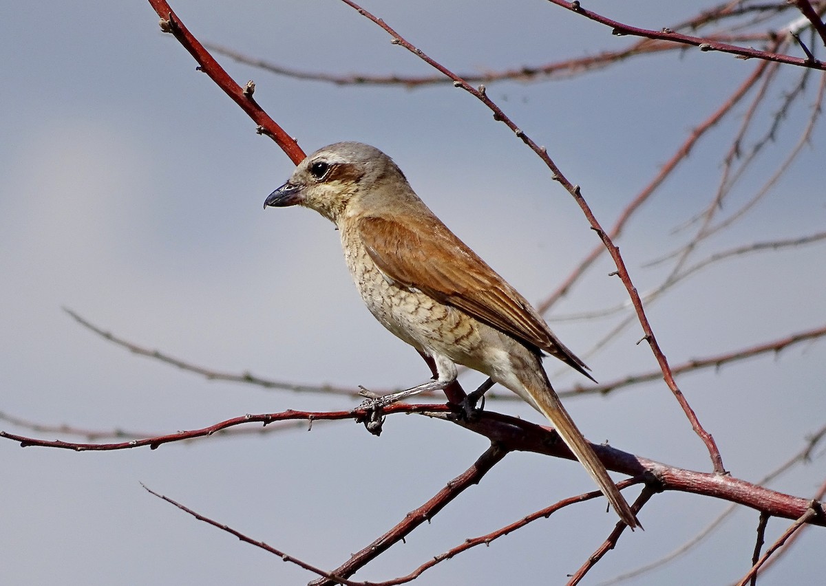 Red-backed Shrike - ML620740064