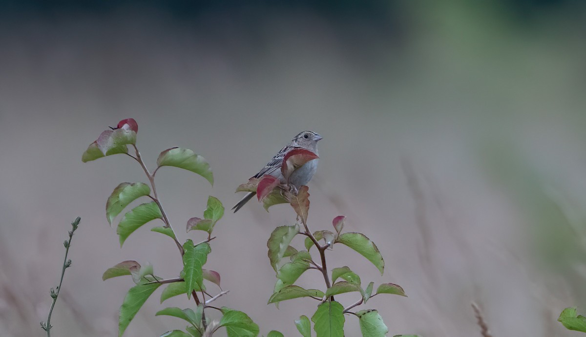 Grasshopper Sparrow - ML620740065