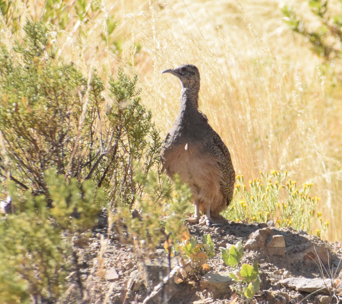 Ornate Tinamou - ML620740066