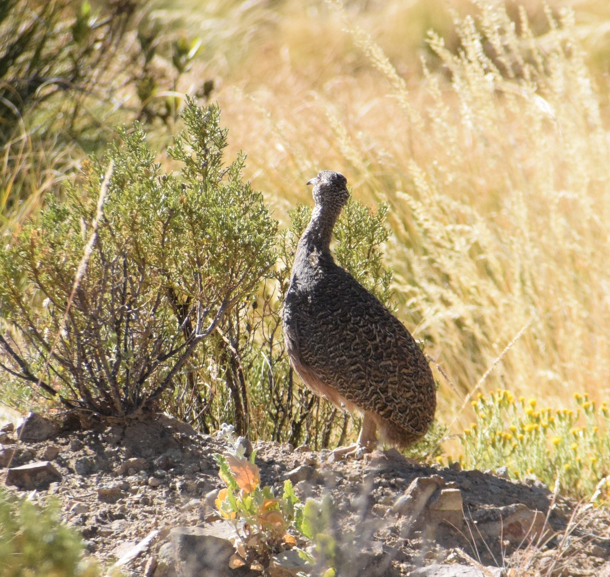 Ornate Tinamou - ML620740068