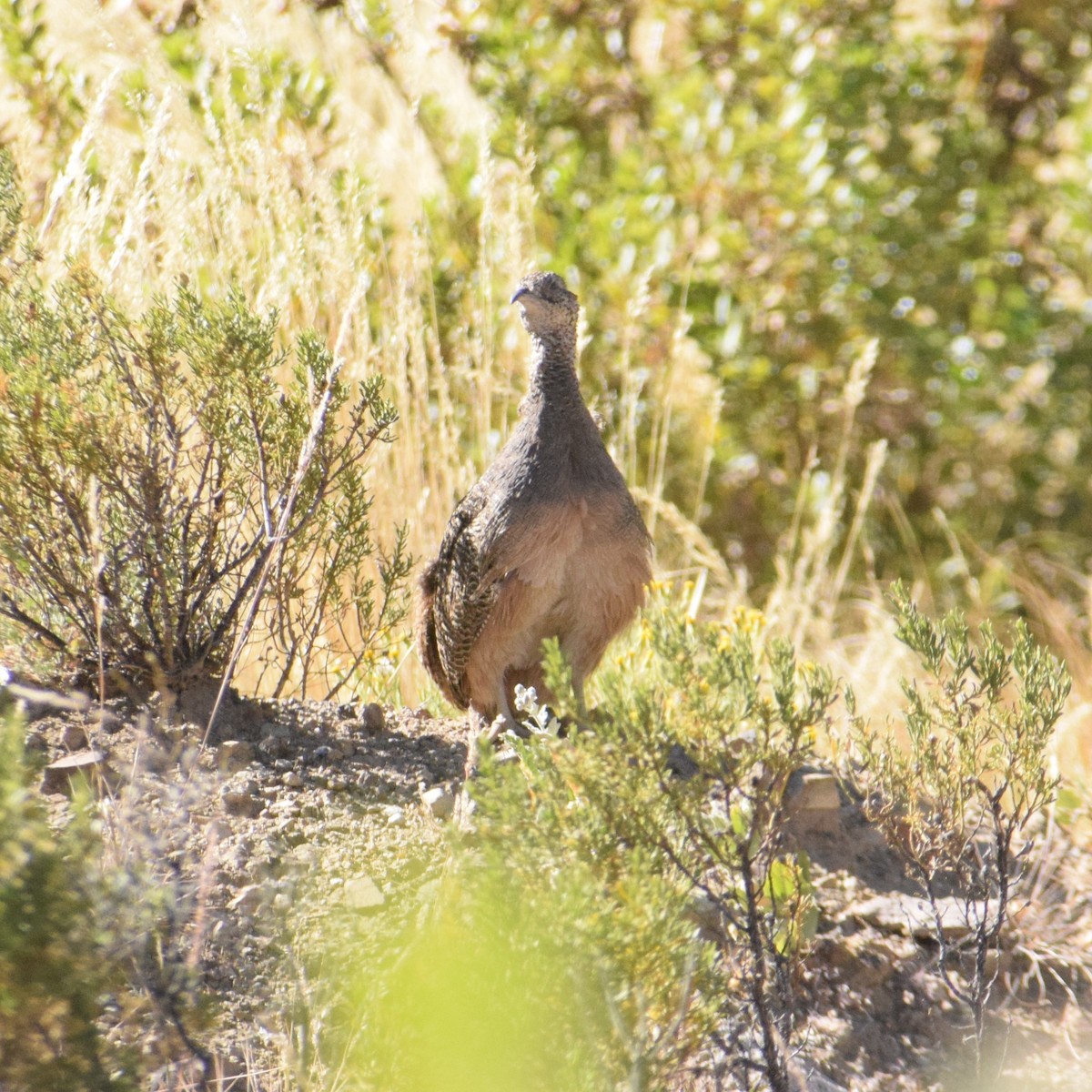 Ornate Tinamou - ML620740070