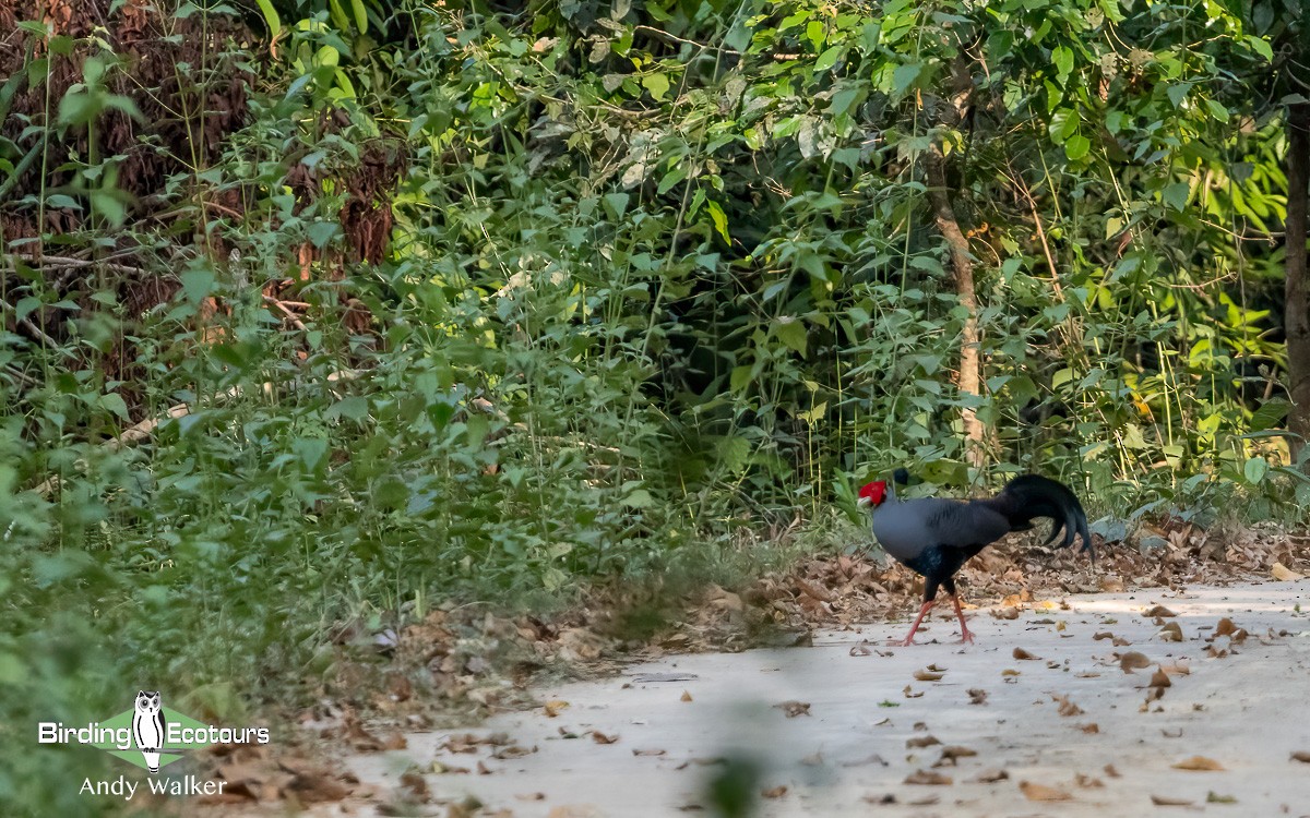 Siamese Fireback - ML620740071