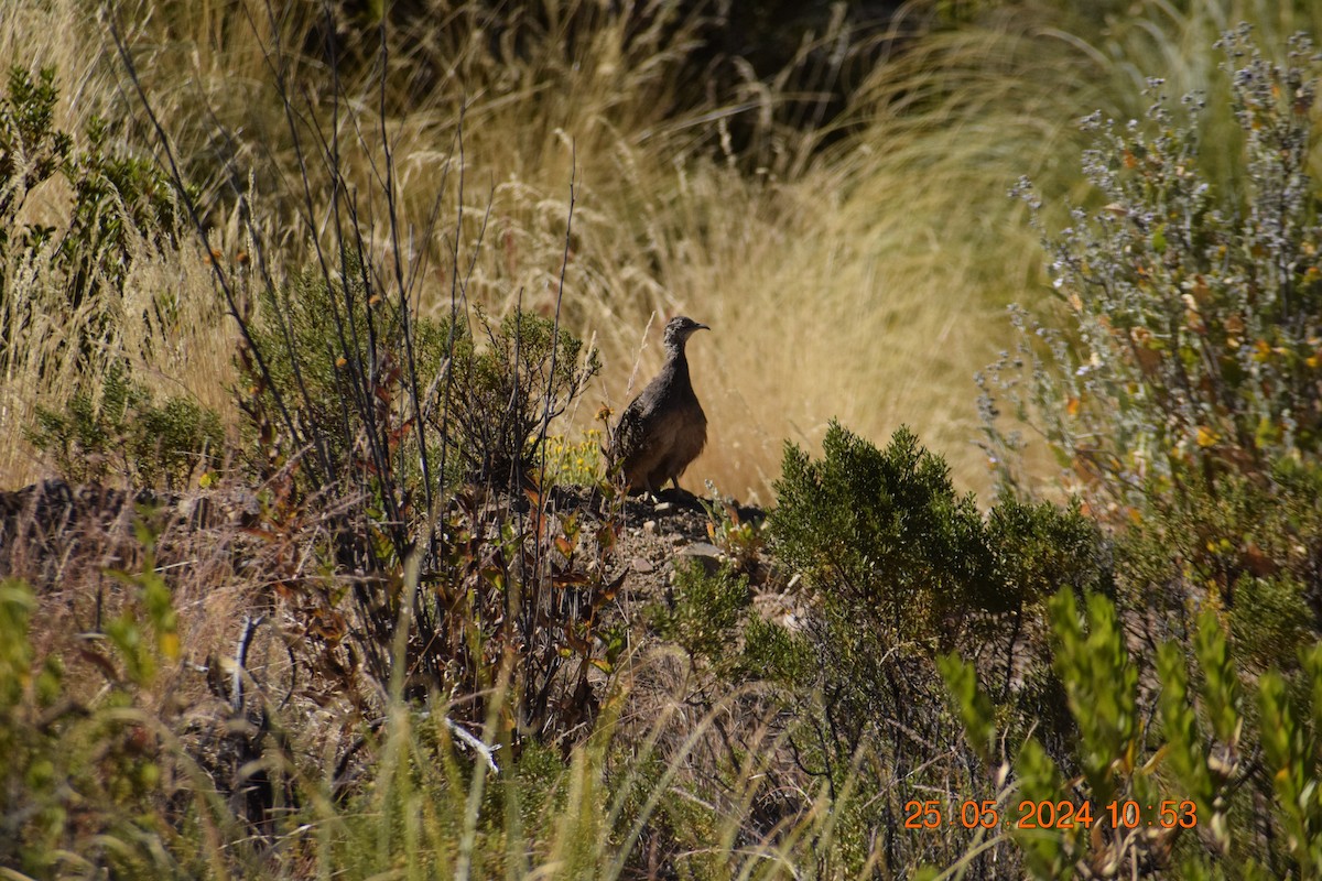 Ornate Tinamou - ML620740072