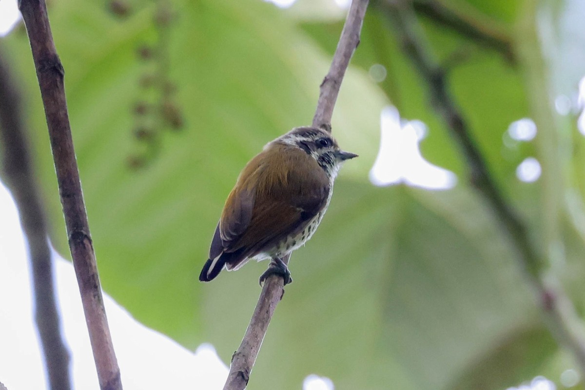 Speckled Piculet - ML620740073