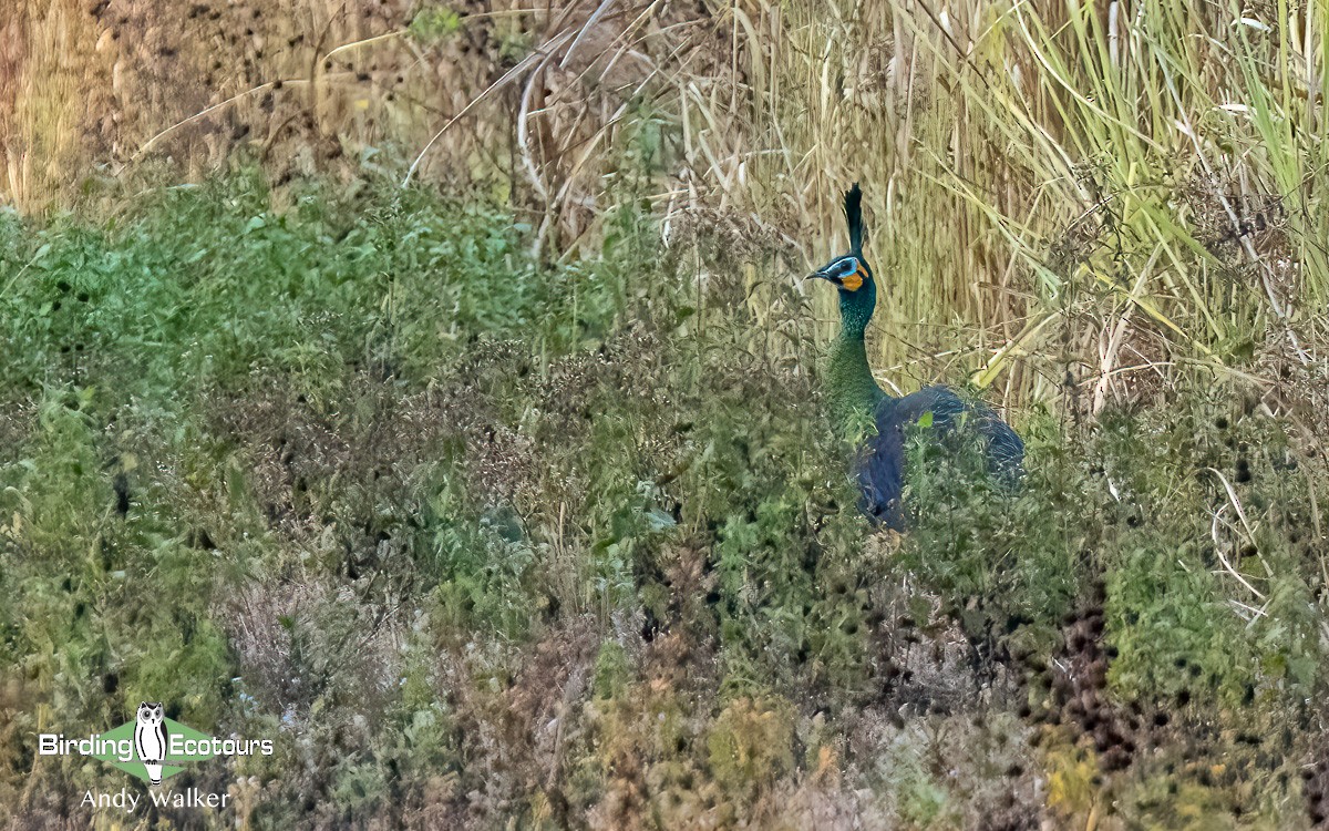 Green Peafowl - ML620740076