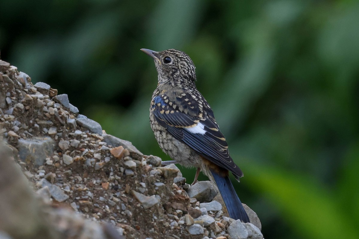 Chestnut-bellied Rock-Thrush - ML620740077