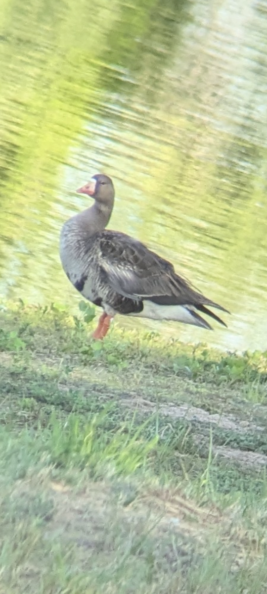 Greater White-fronted Goose - ML620740081