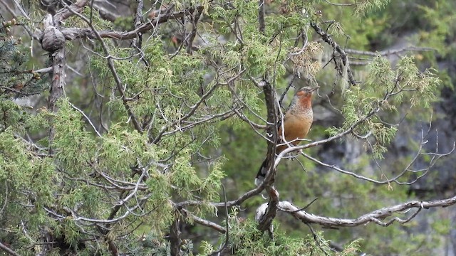 Giant Laughingthrush - ML620740086