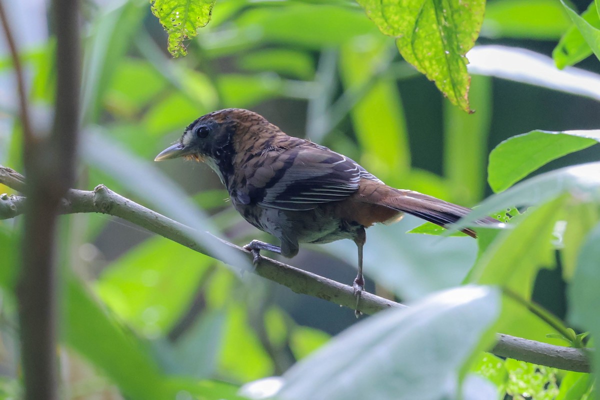 Rufous-chinned Laughingthrush - ML620740088