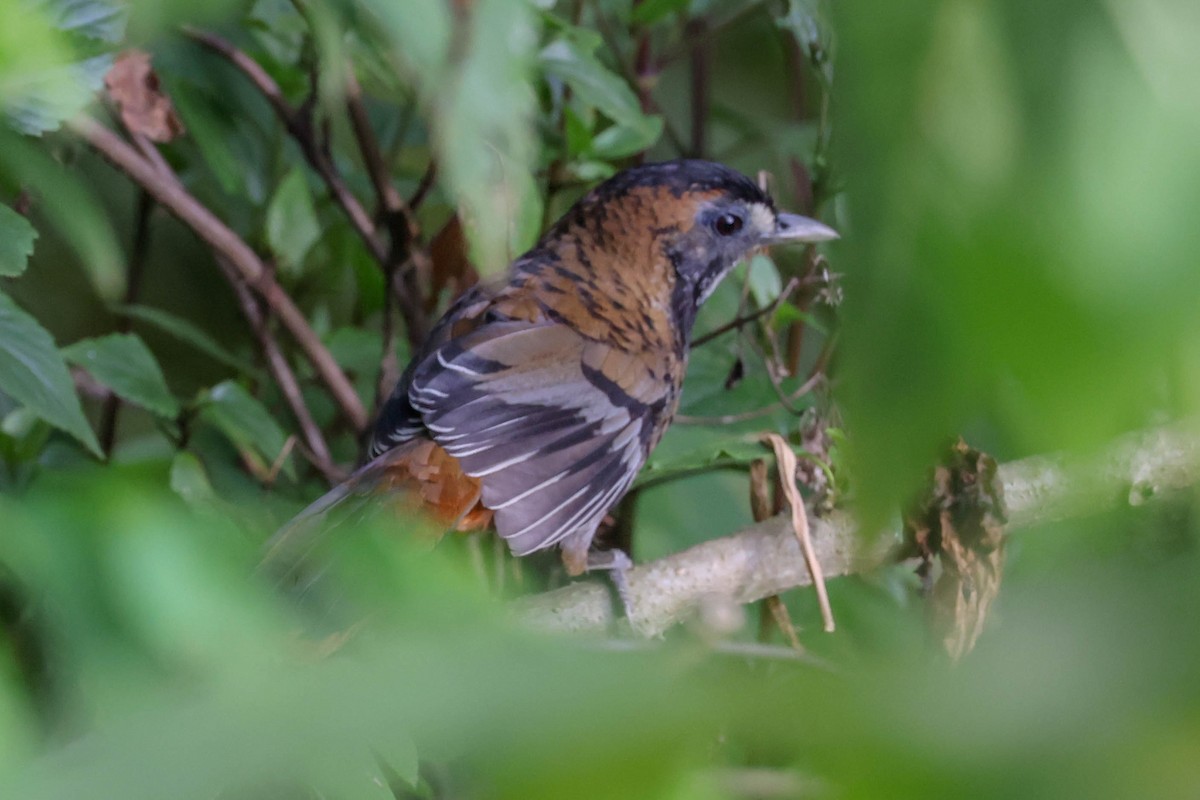 Rufous-chinned Laughingthrush - ML620740089