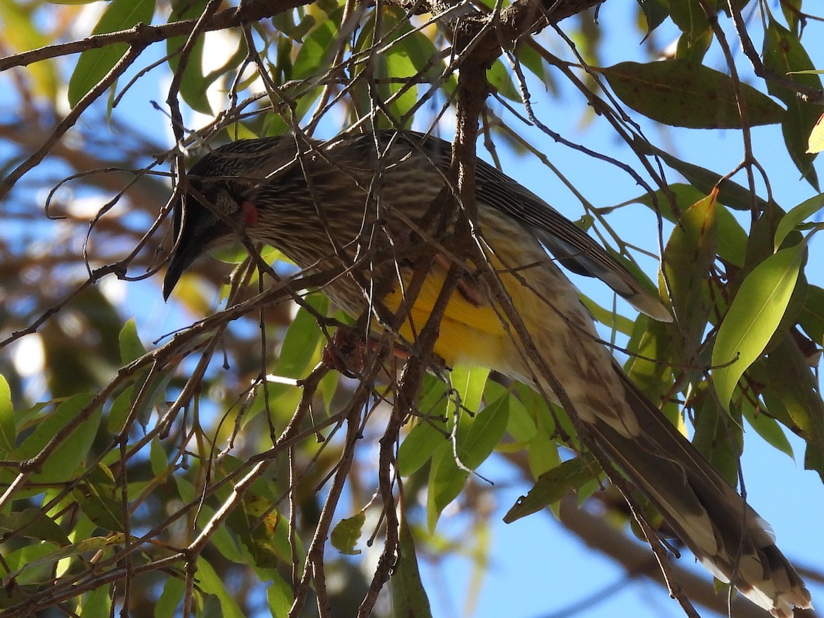 Red Wattlebird - ML620740097