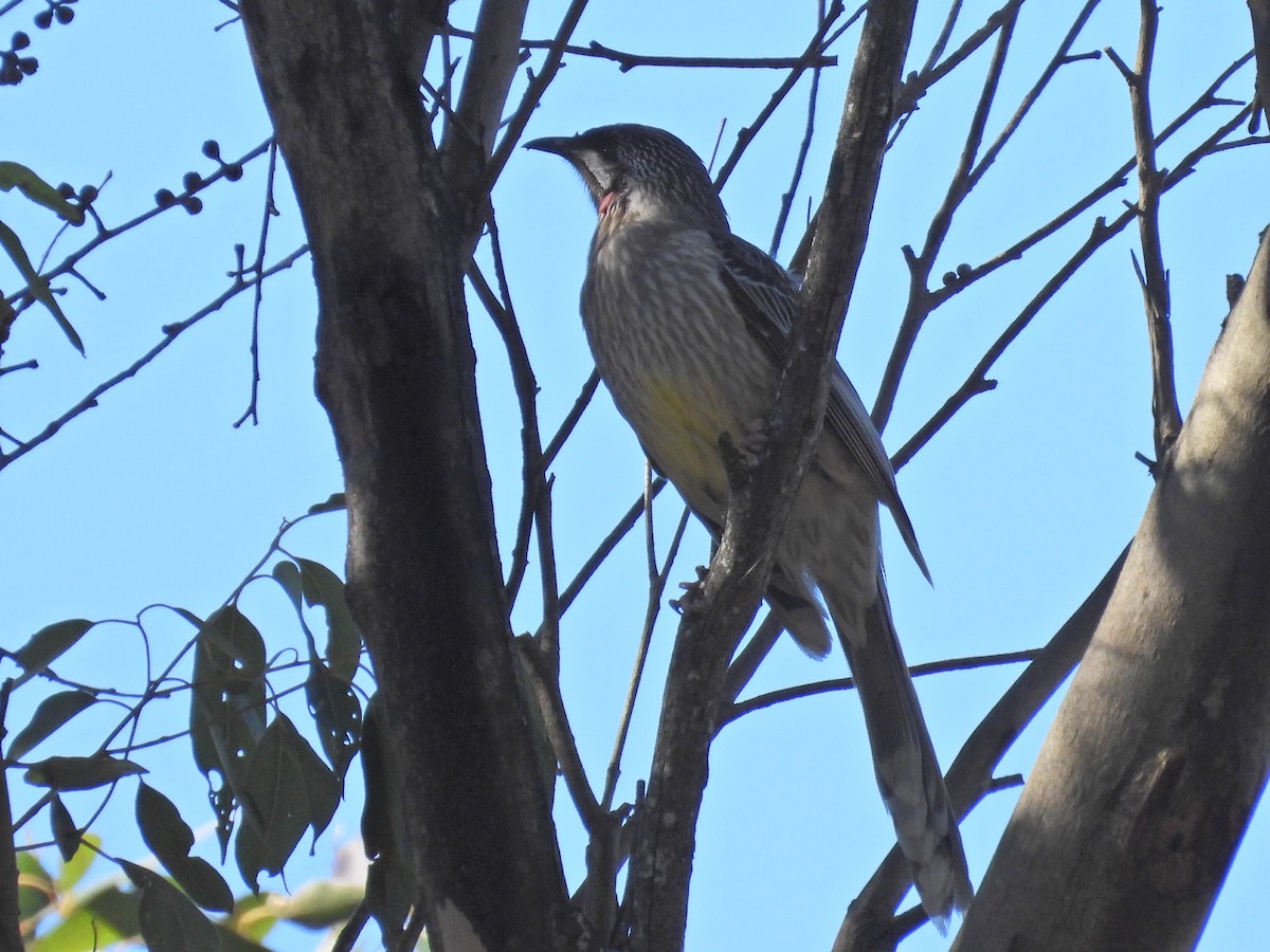 Red Wattlebird - ML620740098