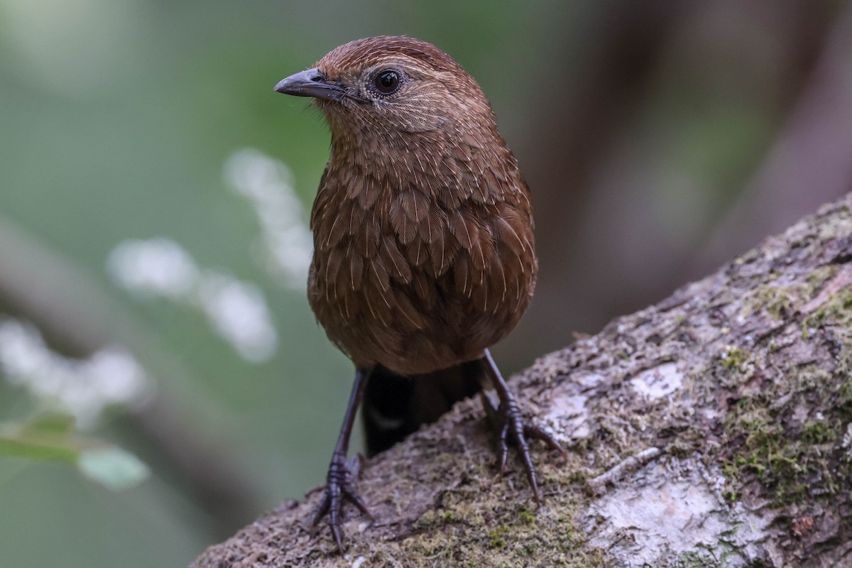 Bhutan Laughingthrush - ML620740100