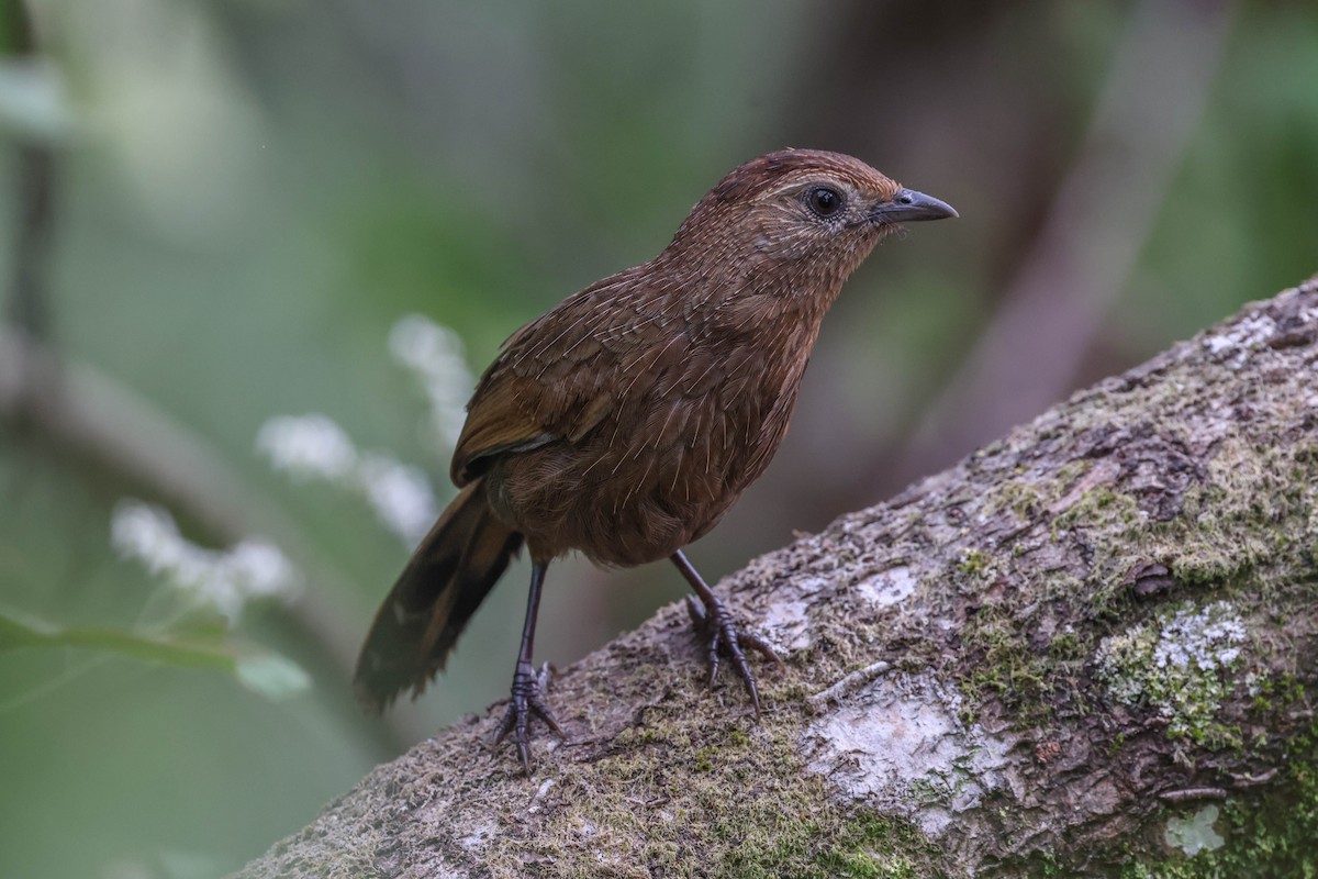 Bhutan Laughingthrush - Allison Miller