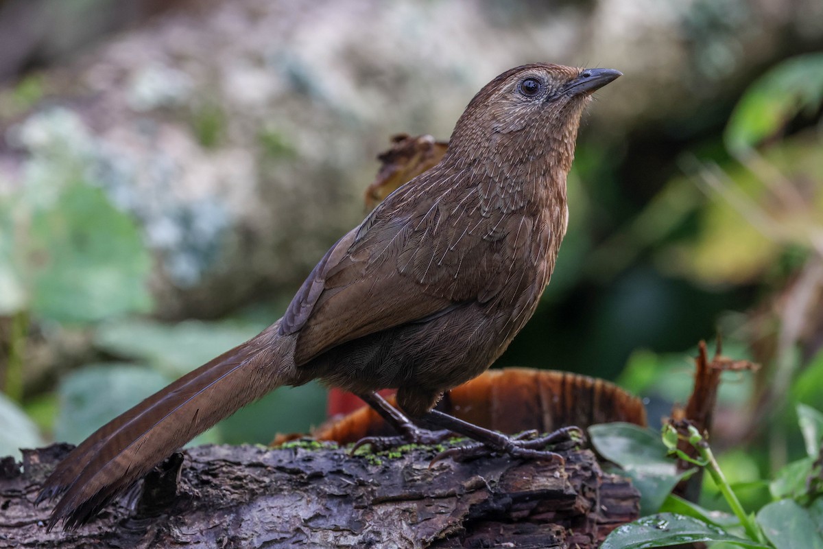 Bhutan Laughingthrush - ML620740102