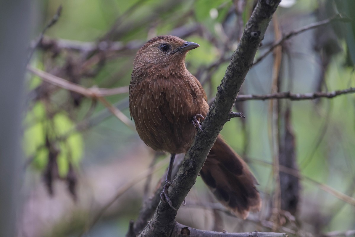 Bhutan Laughingthrush - ML620740105