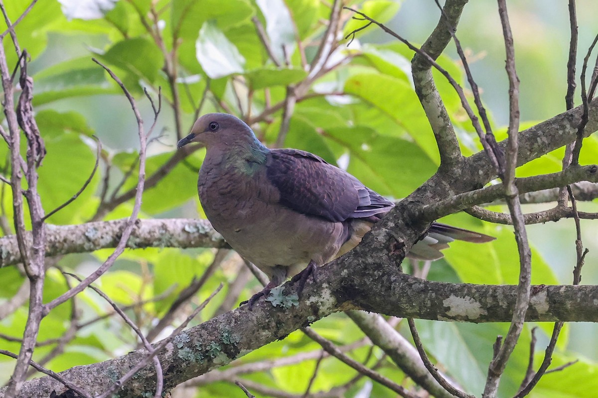 Barred Cuckoo-Dove - ML620740107