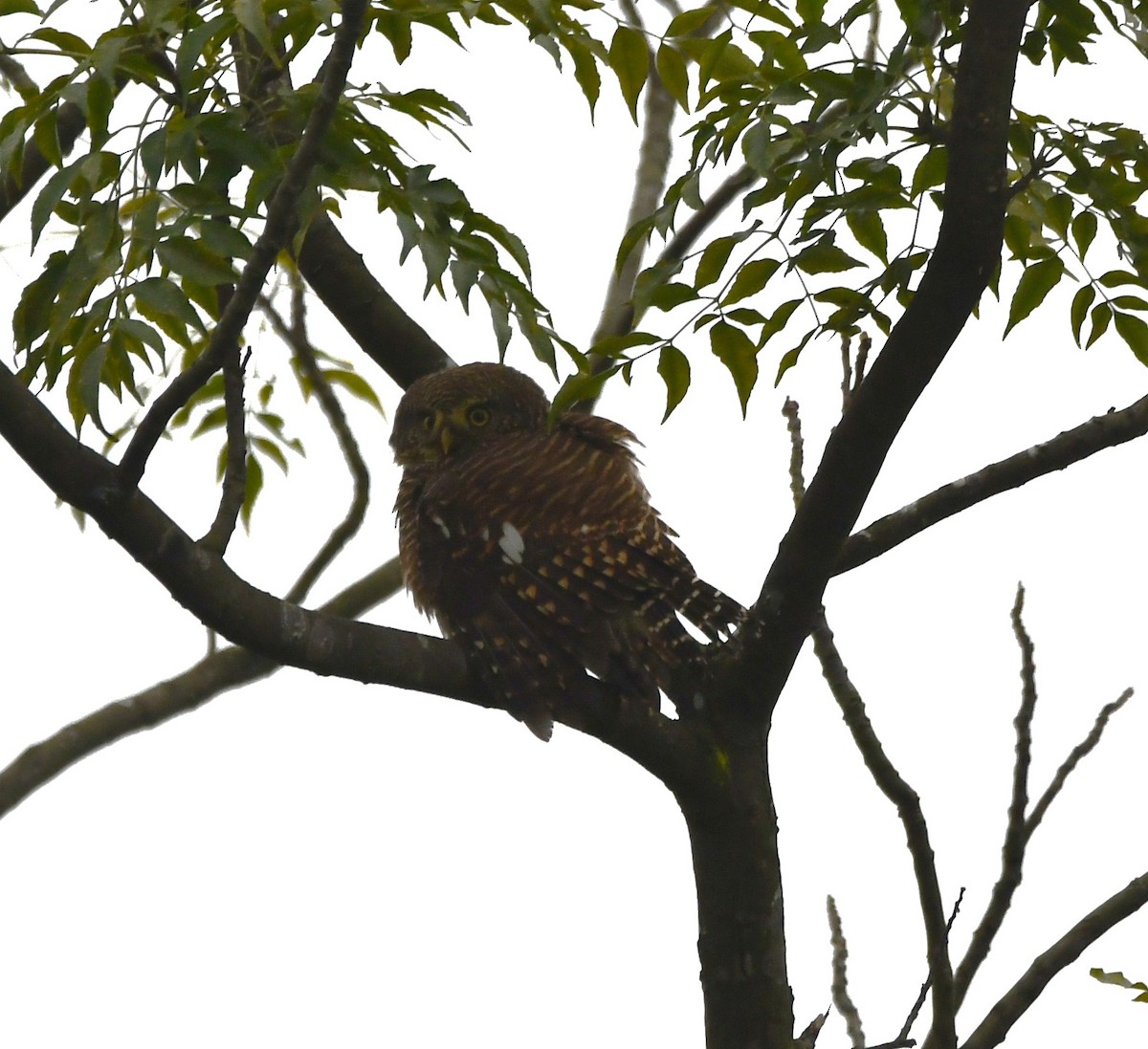 Asian Barred Owlet - ML620740108