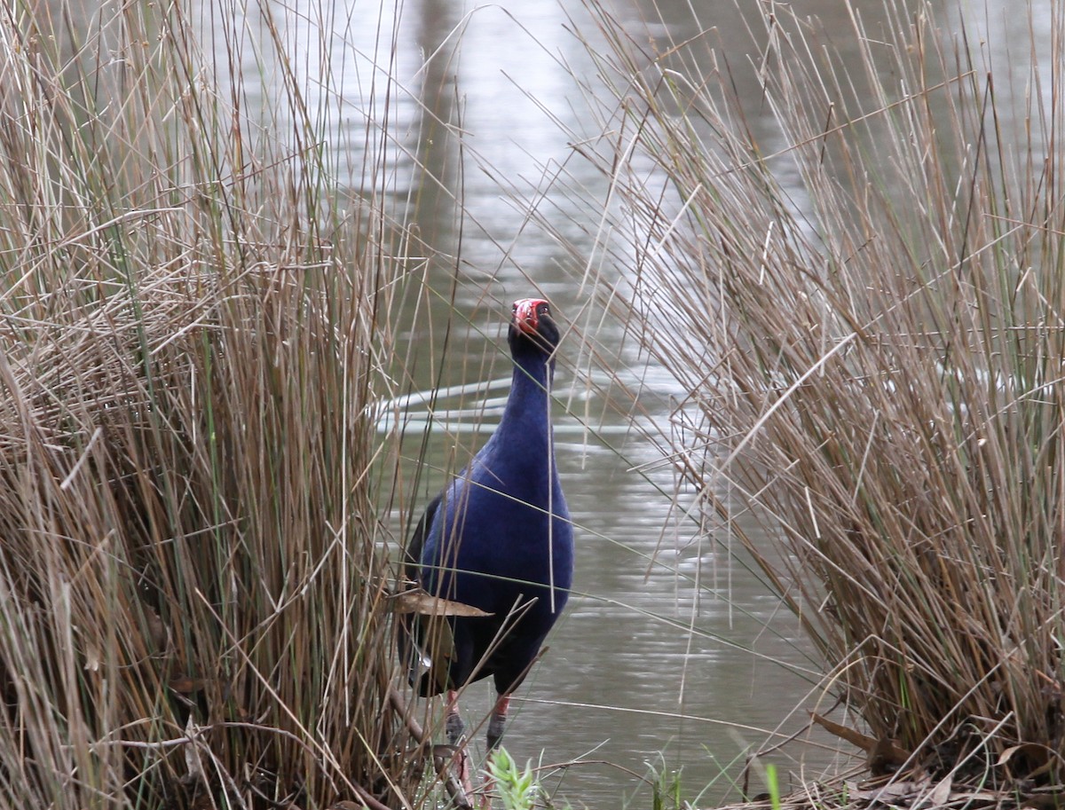 Australasian Swamphen - ML620740109