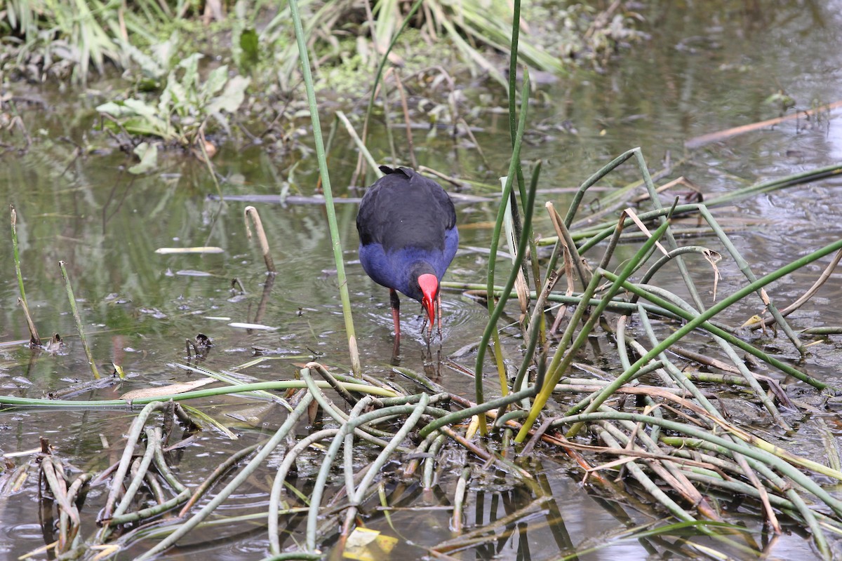 Australasian Swamphen - ML620740110