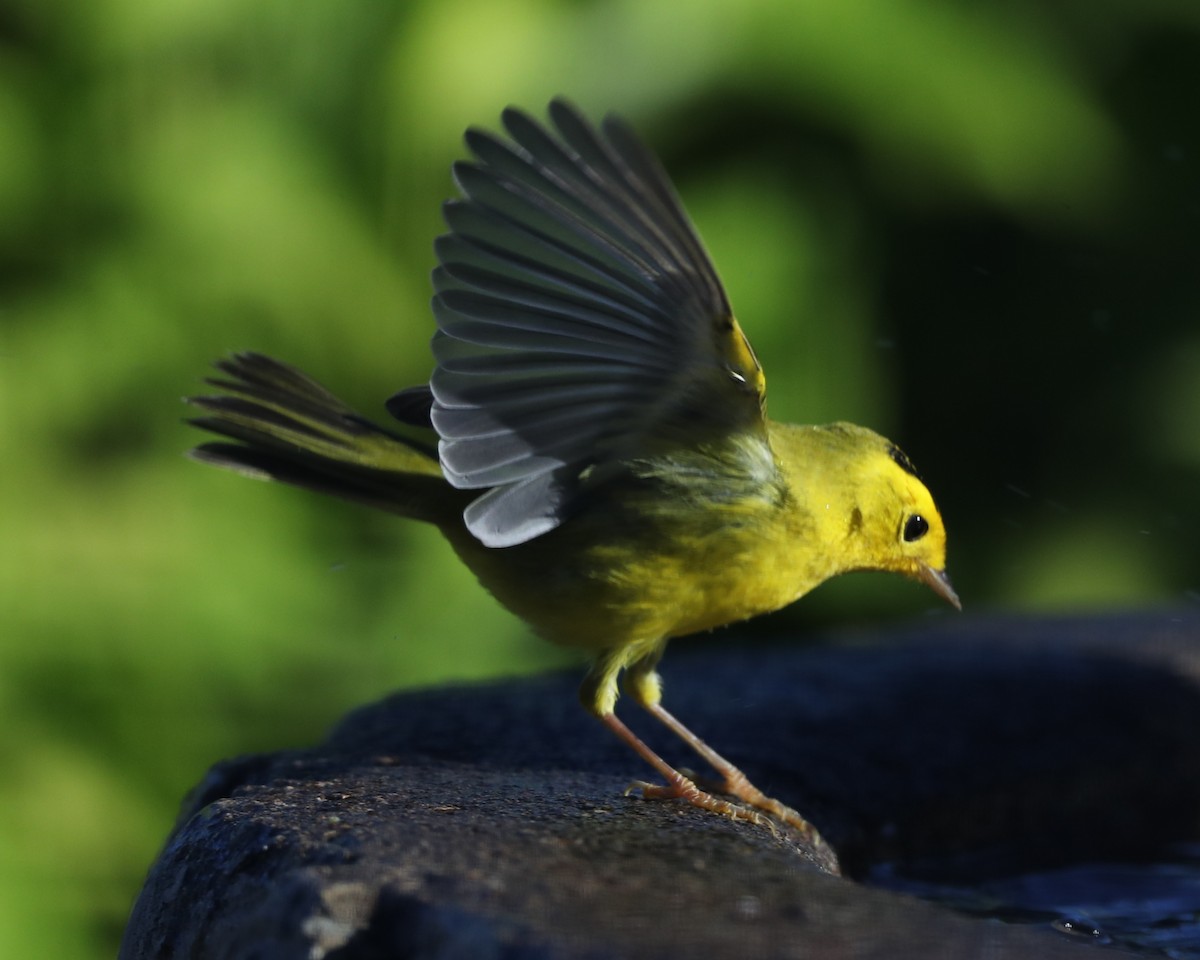 Wilson's Warbler - ML620740111