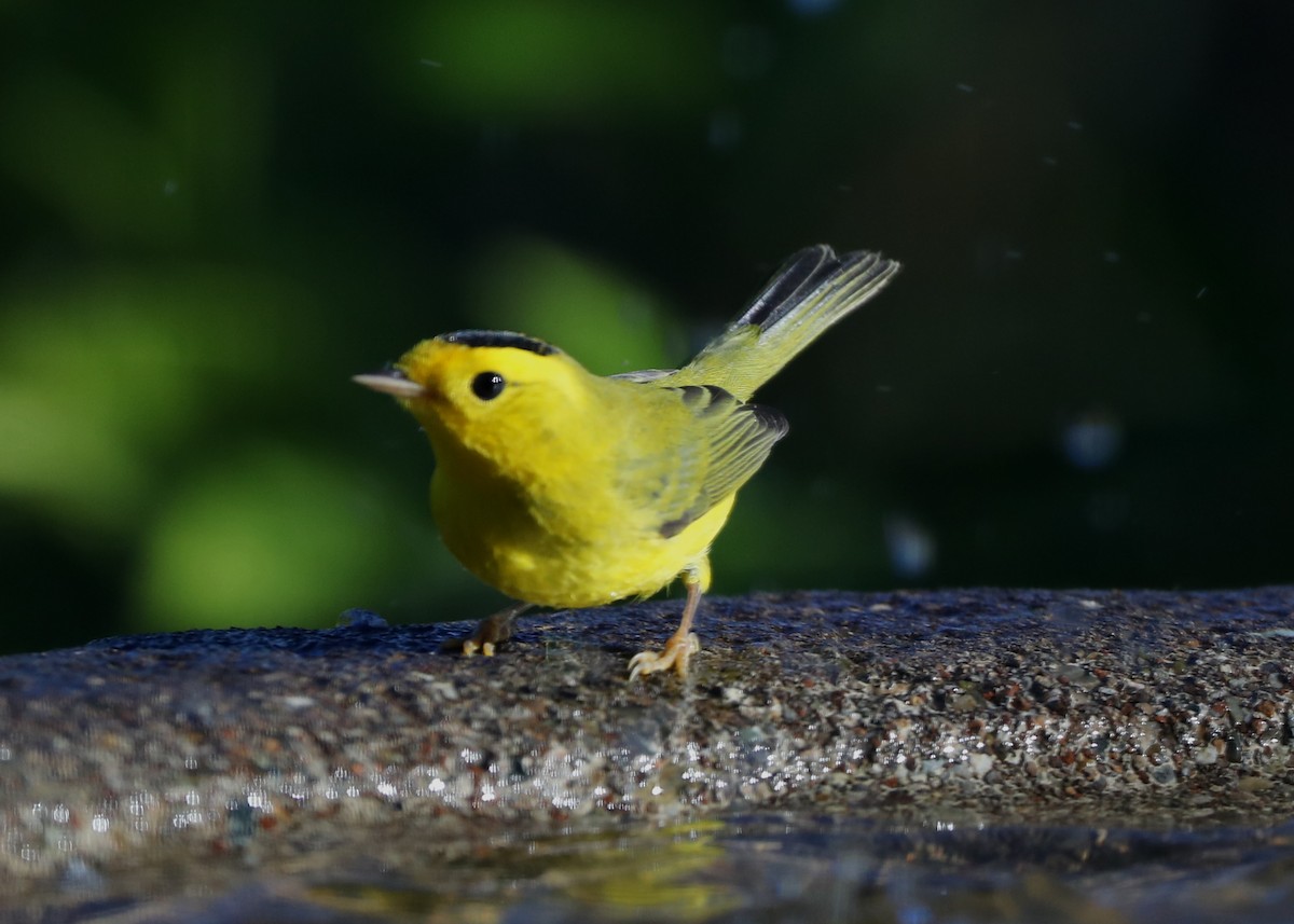 Wilson's Warbler - ML620740112