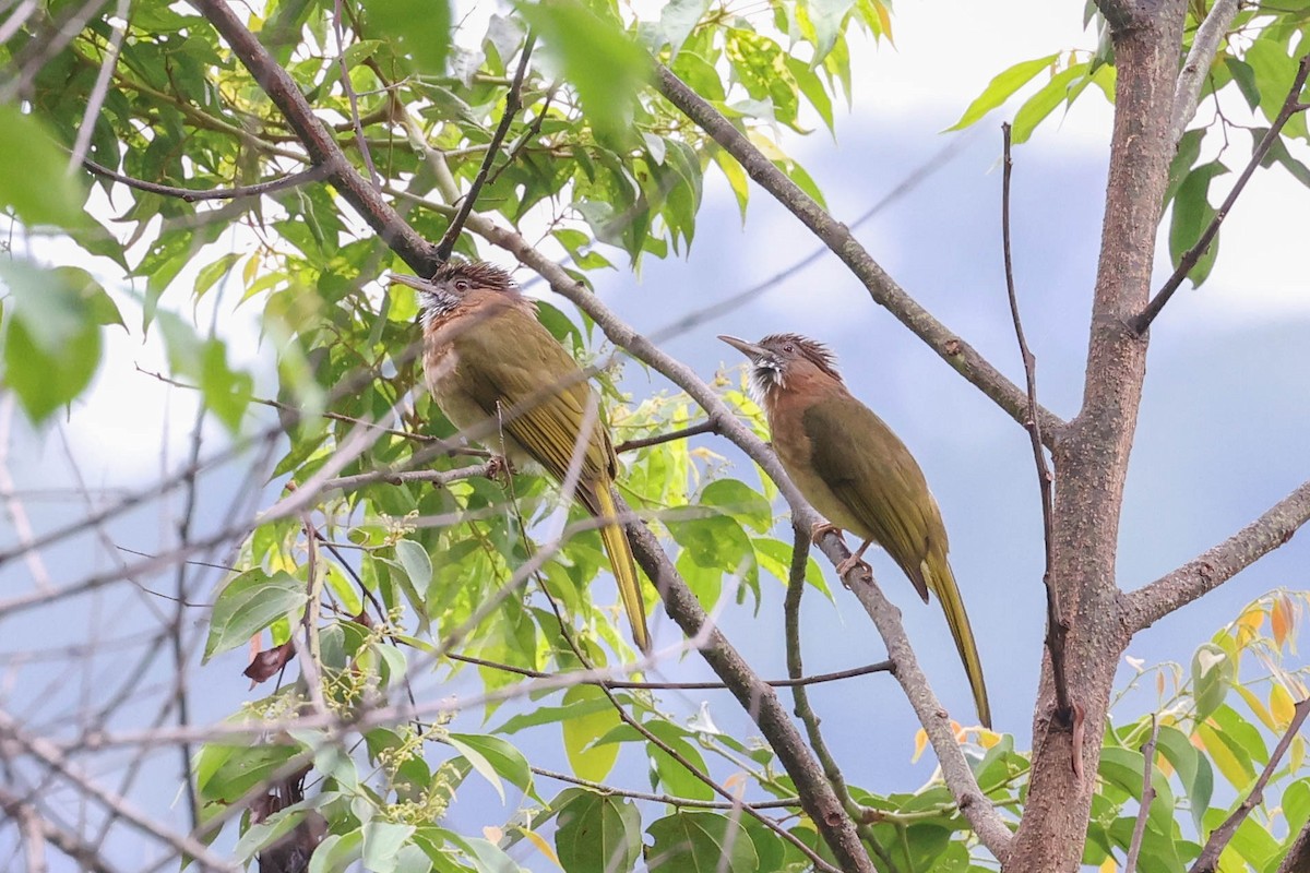 Mountain Bulbul - ML620740114