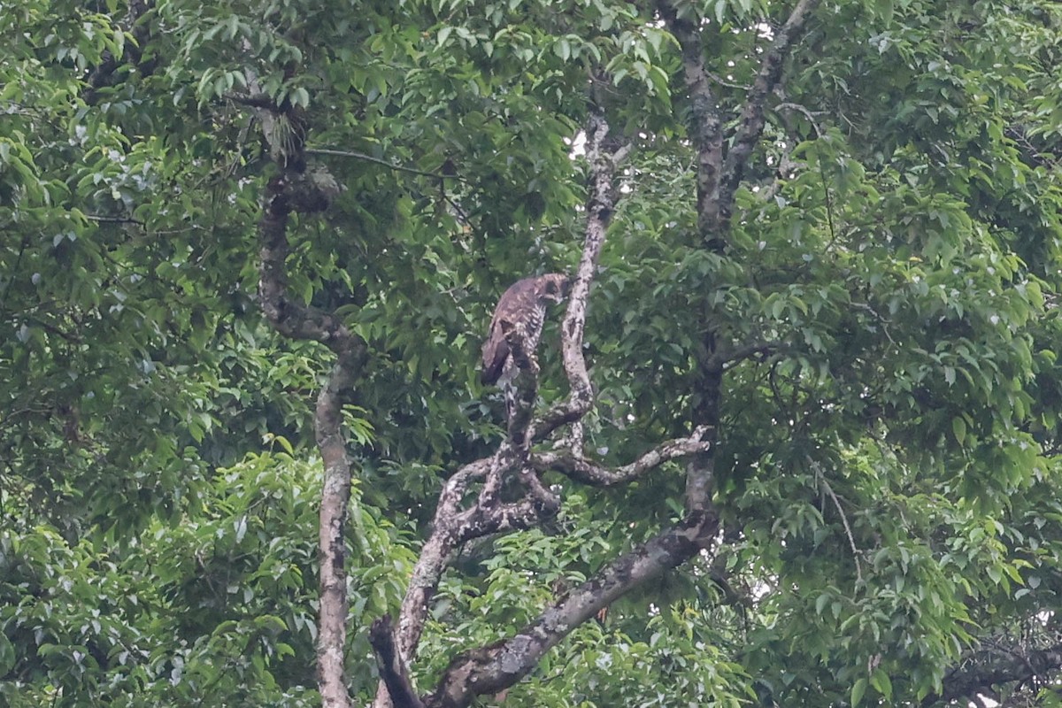 Águila Montañesa - ML620740116