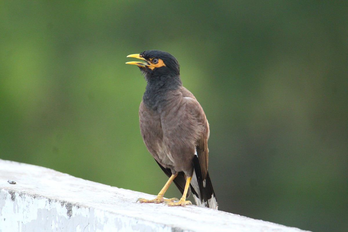 Common Myna - ML620740119