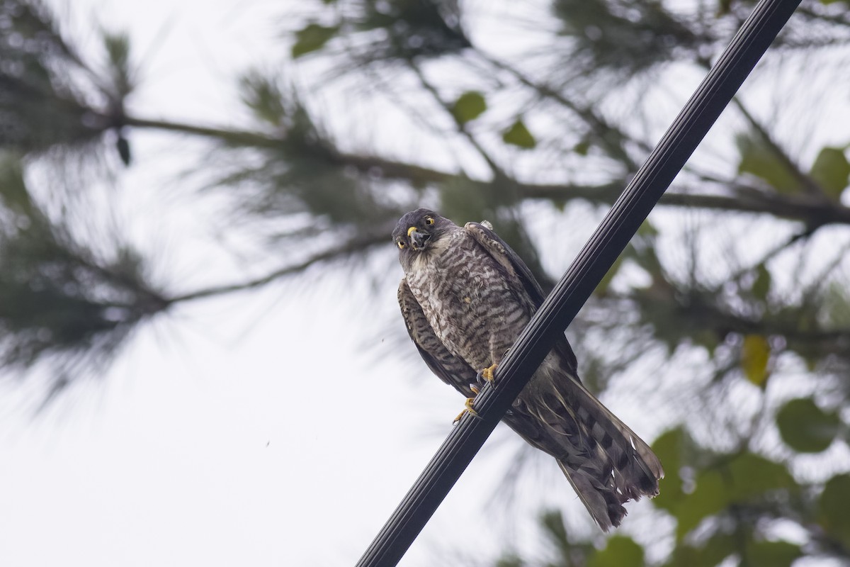 Japanese Sparrowhawk - u7 Liao