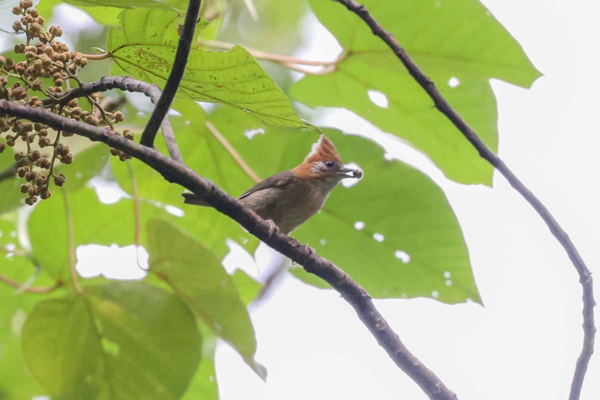 White-naped Yuhina - ML620740127