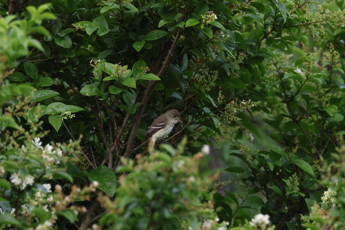 Willow Flycatcher - ML620740128