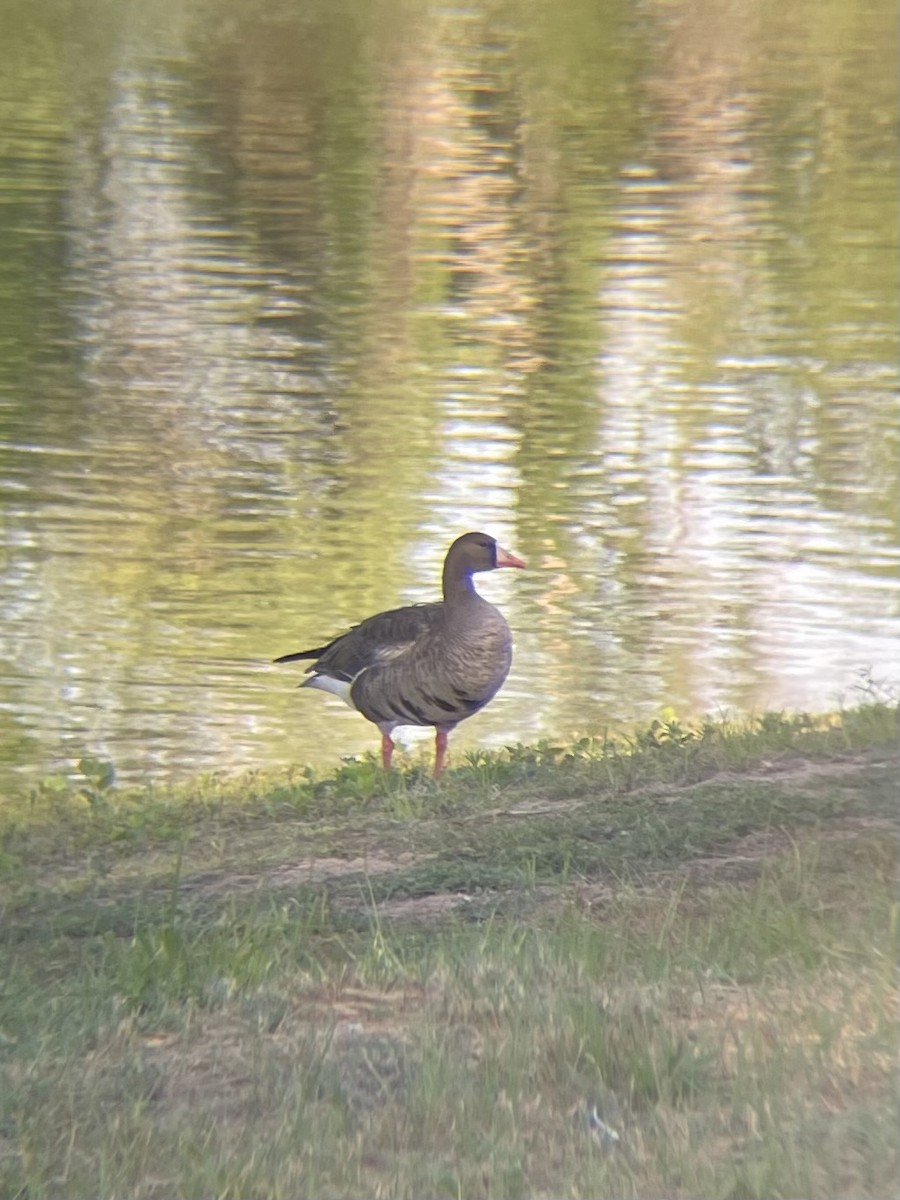 Greater White-fronted Goose - ML620740131